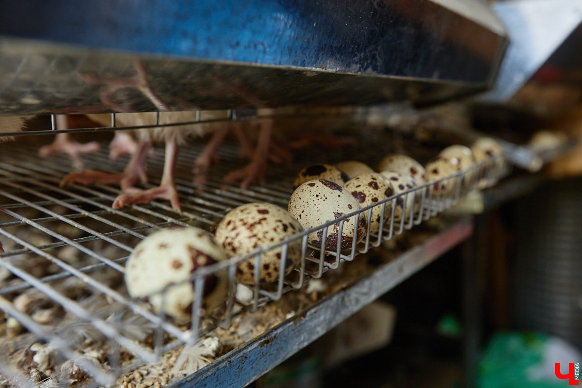 Самбист Антон Коновалов никогда не мечтал о жилье в новеньком ЖК. Поэтому, когда он купил участок с домом в деревне Юрино, никто из знакомых не удивился. В Сети чемпион России, Европы и мира рассказывает, как кормит кур и кроликов, пьет чай, наслаждаясь щебетом птиц, рубит дрова. Благодать, одним словом. И «Ключ-Медиа» перед ней не устоял — собрался и приехал к атлету в гости.