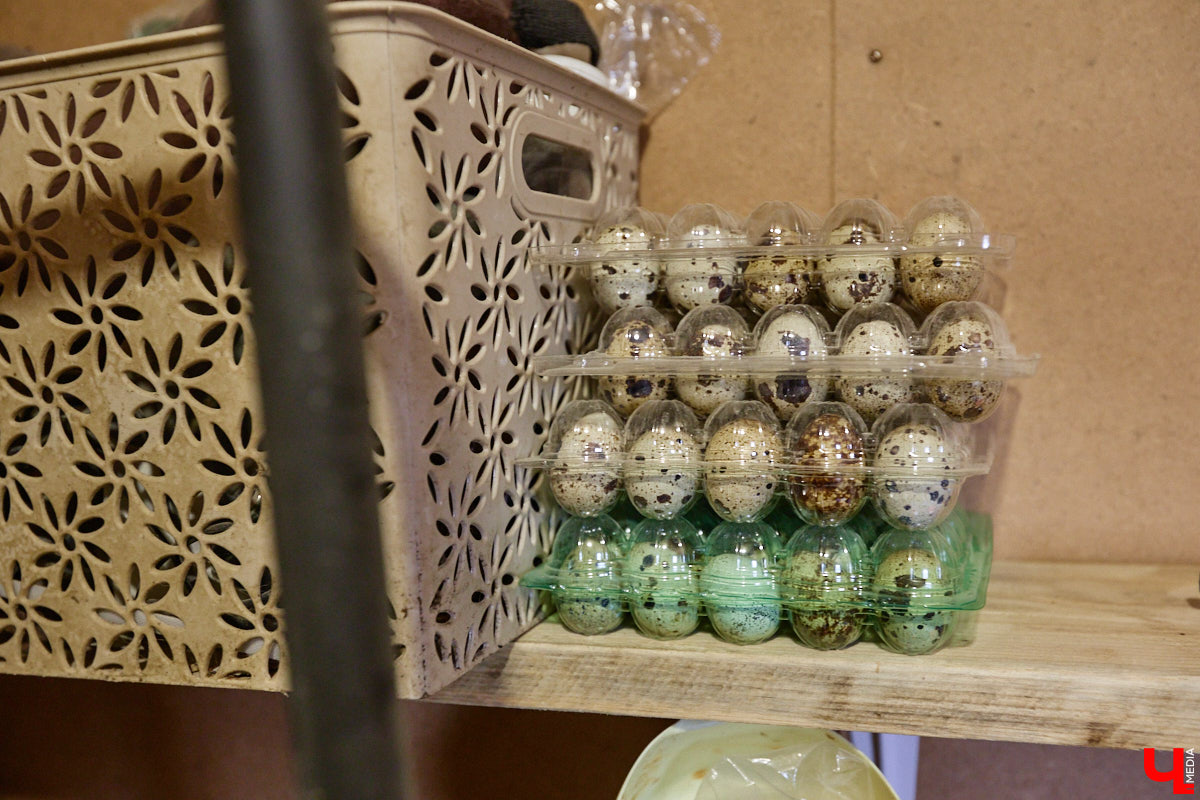 Самбист Антон Коновалов никогда не мечтал о жилье в новеньком ЖК. Поэтому, когда он купил участок с домом в деревне Юрино, никто из знакомых не удивился. В Сети чемпион России, Европы и мира рассказывает, как кормит кур и кроликов, пьет чай, наслаждаясь щебетом птиц, рубит дрова. Благодать, одним словом. И «Ключ-Медиа» перед ней не устоял — собрался и приехал к атлету в гости.