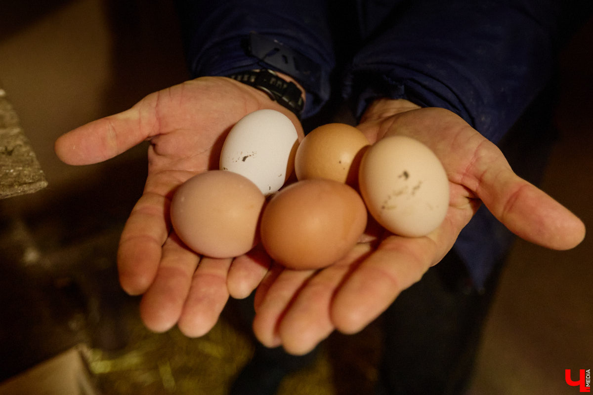 Самбист Антон Коновалов никогда не мечтал о жилье в новеньком ЖК. Поэтому, когда он купил участок с домом в деревне Юрино, никто из знакомых не удивился. В Сети чемпион России, Европы и мира рассказывает, как кормит кур и кроликов, пьет чай, наслаждаясь щебетом птиц, рубит дрова. Благодать, одним словом. И «Ключ-Медиа» перед ней не устоял — собрался и приехал к атлету в гости.