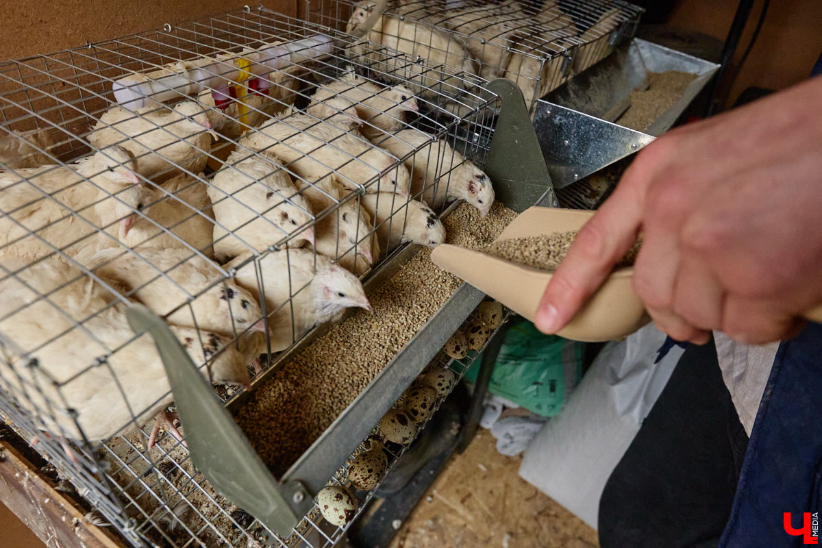 Самбист Антон Коновалов никогда не мечтал о жилье в новеньком ЖК. Поэтому, когда он купил участок с домом в деревне Юрино, никто из знакомых не удивился. В Сети чемпион России, Европы и мира рассказывает, как кормит кур и кроликов, пьет чай, наслаждаясь щебетом птиц, рубит дрова. Благодать, одним словом. И «Ключ-Медиа» перед ней не устоял — собрался и приехал к атлету в гости.