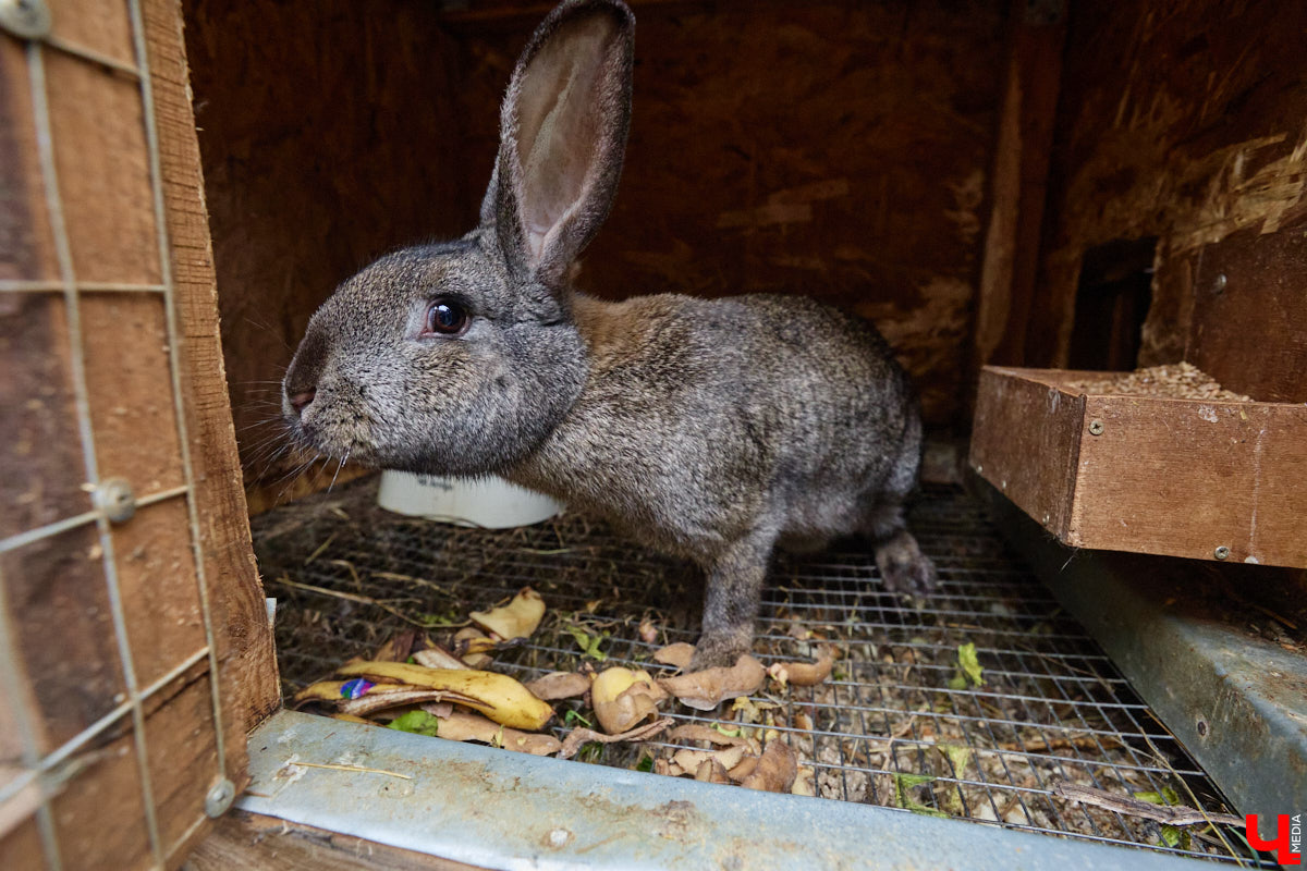 Самбист Антон Коновалов никогда не мечтал о жилье в новеньком ЖК. Поэтому, когда он купил участок с домом в деревне Юрино, никто из знакомых не удивился. В Сети чемпион России, Европы и мира рассказывает, как кормит кур и кроликов, пьет чай, наслаждаясь щебетом птиц, рубит дрова. Благодать, одним словом. И «Ключ-Медиа» перед ней не устоял — собрался и приехал к атлету в гости.