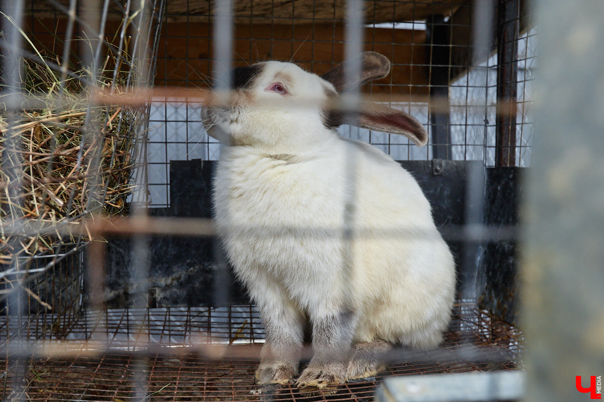 Самбист Антон Коновалов никогда не мечтал о жилье в новеньком ЖК. Поэтому, когда он купил участок с домом в деревне Юрино, никто из знакомых не удивился. В Сети чемпион России, Европы и мира рассказывает, как кормит кур и кроликов, пьет чай, наслаждаясь щебетом птиц, рубит дрова. Благодать, одним словом. И «Ключ-Медиа» перед ней не устоял — собрался и приехал к атлету в гости.