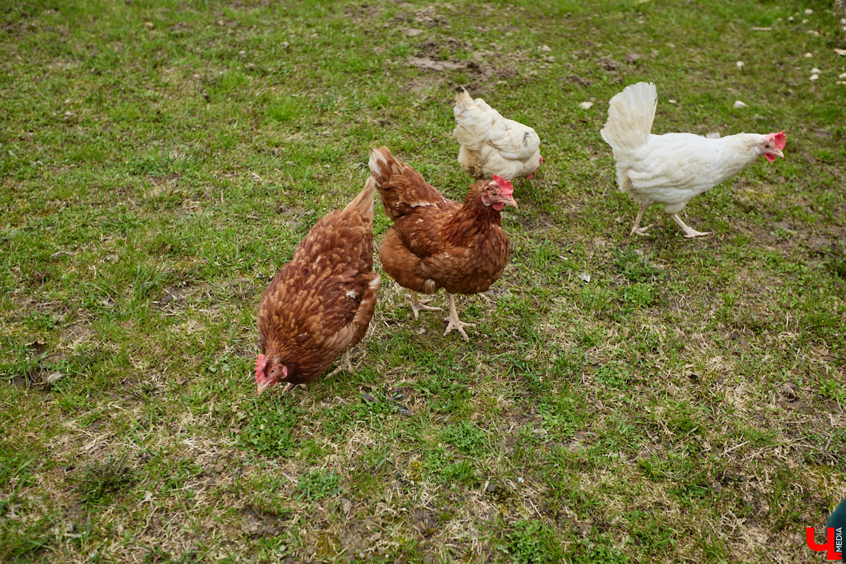 Самбист Антон Коновалов никогда не мечтал о жилье в новеньком ЖК. Поэтому, когда он купил участок с домом в деревне Юрино, никто из знакомых не удивился. В Сети чемпион России, Европы и мира рассказывает, как кормит кур и кроликов, пьет чай, наслаждаясь щебетом птиц, рубит дрова. Благодать, одним словом. И «Ключ-Медиа» перед ней не устоял — собрался и приехал к атлету в гости.