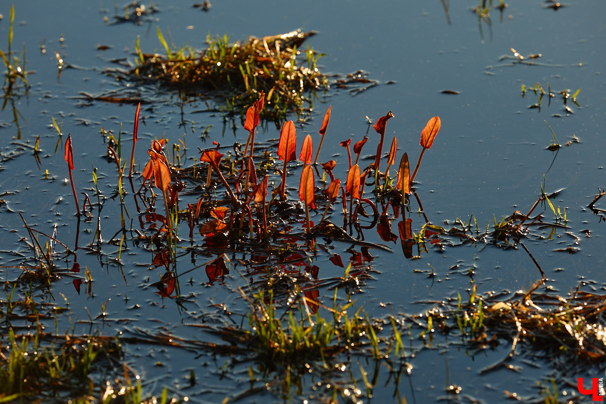 В прошлом году «маленькую Венецию» в Боголюбове нам застать не удалось из-за слишком теплой зимы. Зато в 2026-м луг у белокаменного шедевра знатно затопило вышедшими из берегов реками. В апреле, невзирая на погоду, пространство вокруг памятника заполнили ценители прекрасного: кто пешком, кто по воде.