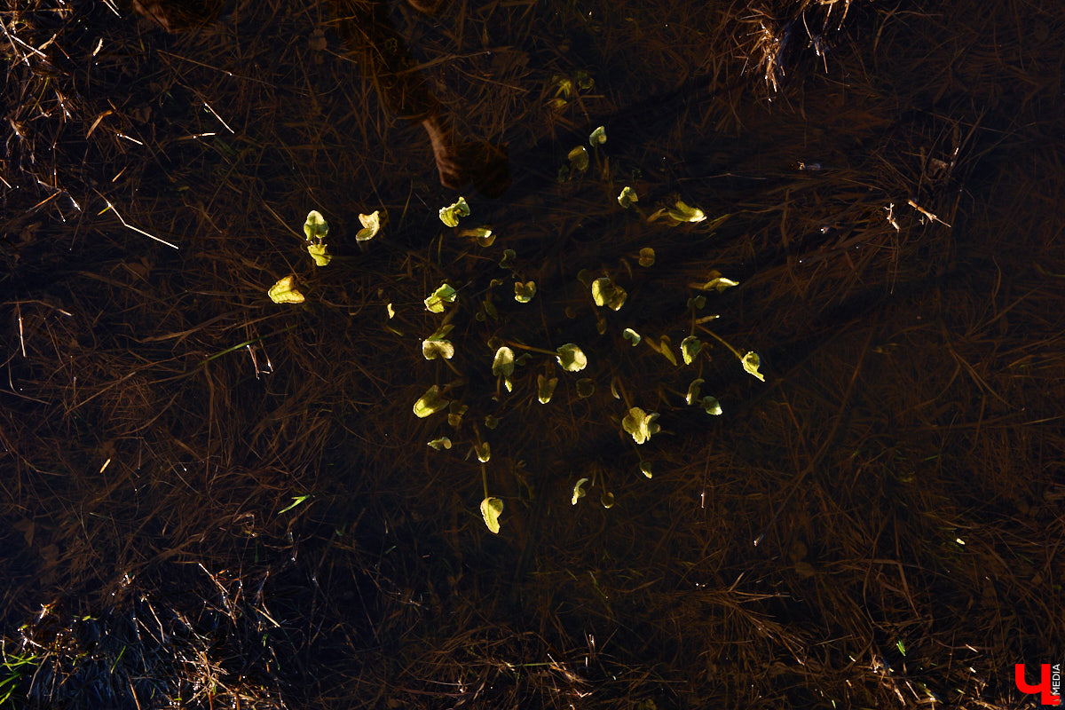 В прошлом году «маленькую Венецию» в Боголюбове нам застать не удалось из-за слишком теплой зимы. Зато в 2026-м луг у белокаменного шедевра знатно затопило вышедшими из берегов реками. В апреле, невзирая на погоду, пространство вокруг памятника заполнили ценители прекрасного: кто пешком, кто по воде.