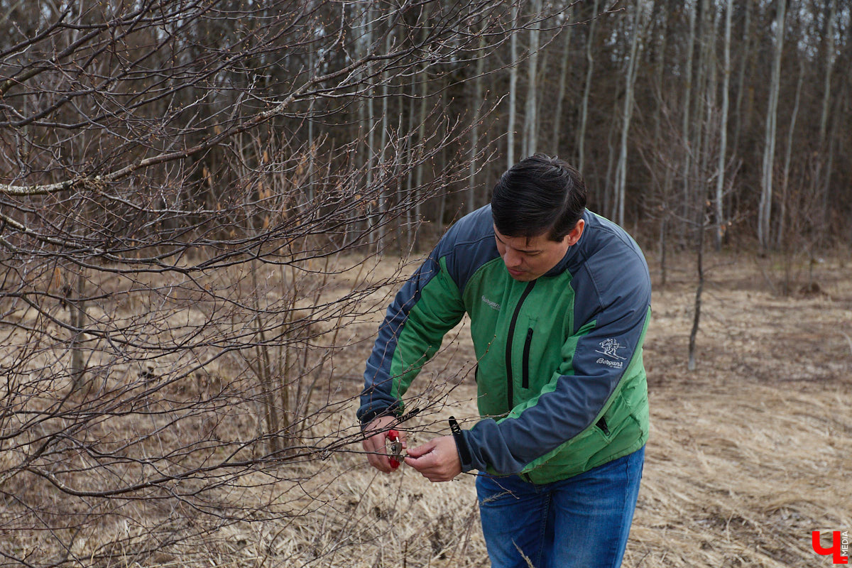 Во Владимирской области наступило идеальное время для сбора березового сока. Делать это лучше всего за городом, выбрать в лесу взрослое дерево и аккуратно сцедить пару литров живительной влаги. Как правильно собирать нектар, чтобы береза не пострадала, «Ключ-Медиа» рассказал биолог Владимир Горькавый.