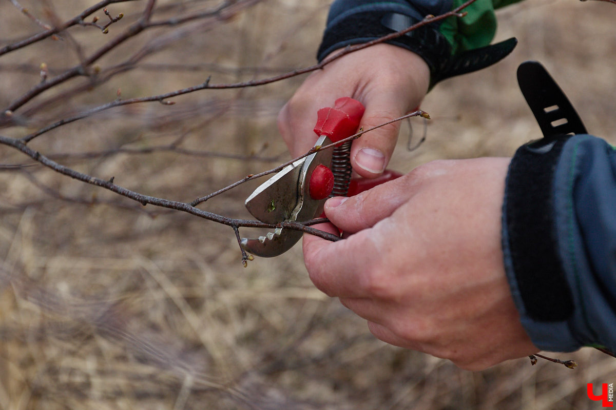 Во Владимирской области наступило идеальное время для сбора березового сока. Делать это лучше всего за городом, выбрать в лесу взрослое дерево и аккуратно сцедить пару литров живительной влаги. Как правильно собирать нектар, чтобы береза не пострадала, «Ключ-Медиа» рассказал биолог Владимир Горькавый.