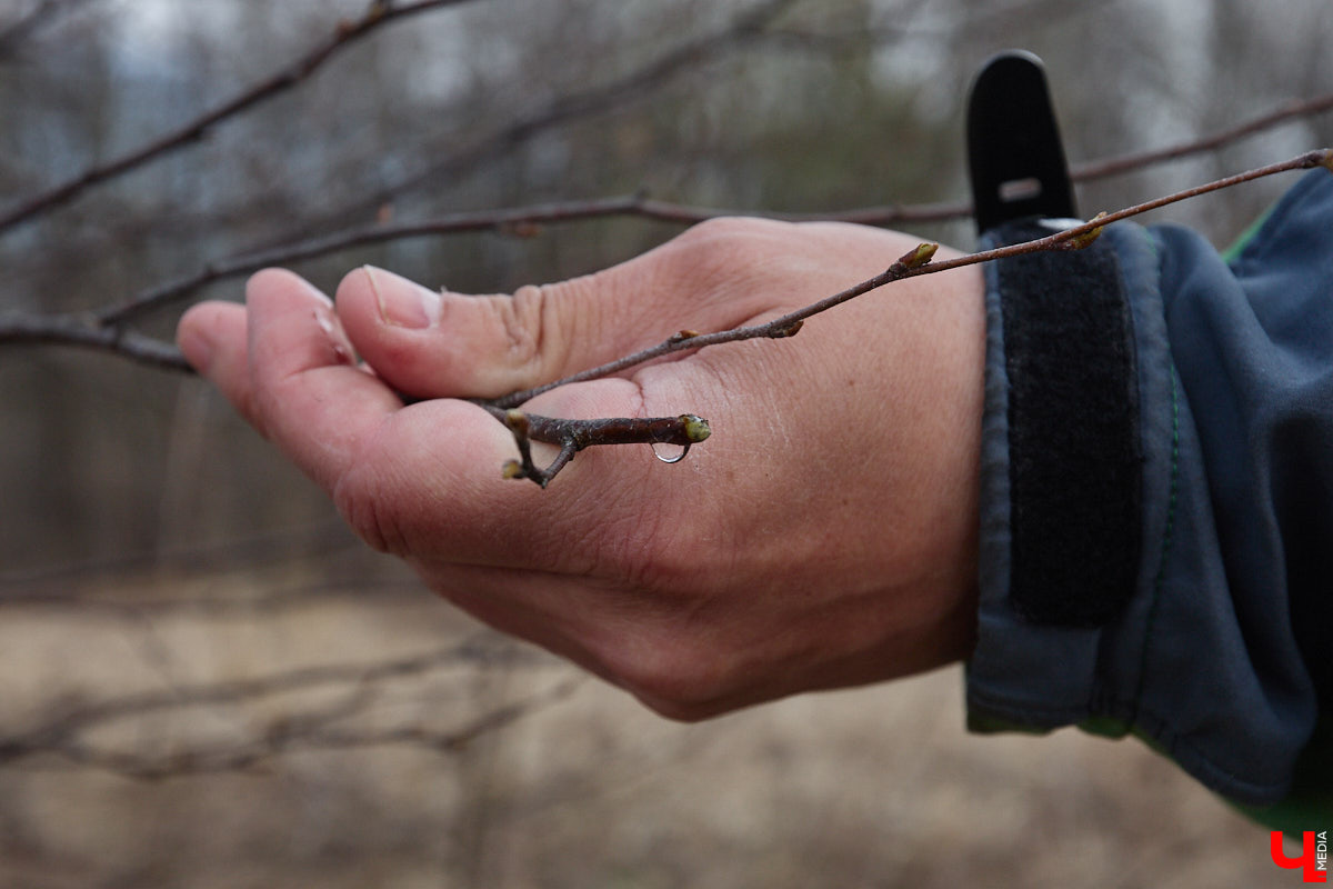 Во Владимирской области наступило идеальное время для сбора березового сока. Делать это лучше всего за городом, выбрать в лесу взрослое дерево и аккуратно сцедить пару литров живительной влаги. Как правильно собирать нектар, чтобы береза не пострадала, «Ключ-Медиа» рассказал биолог Владимир Горькавый.