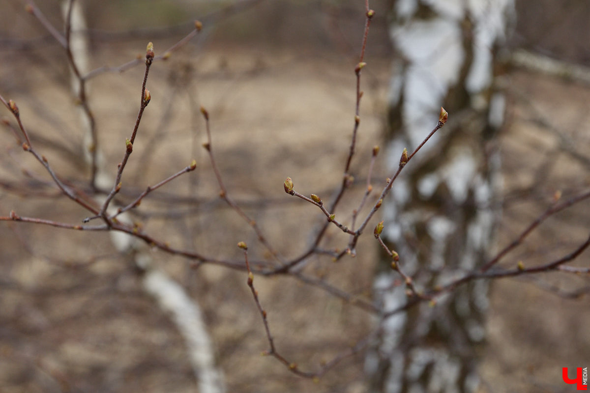 Во Владимирской области наступило идеальное время для сбора березового сока. Делать это лучше всего за городом, выбрать в лесу взрослое дерево и аккуратно сцедить пару литров живительной влаги. Как правильно собирать нектар, чтобы береза не пострадала, «Ключ-Медиа» рассказал биолог Владимир Горькавый.