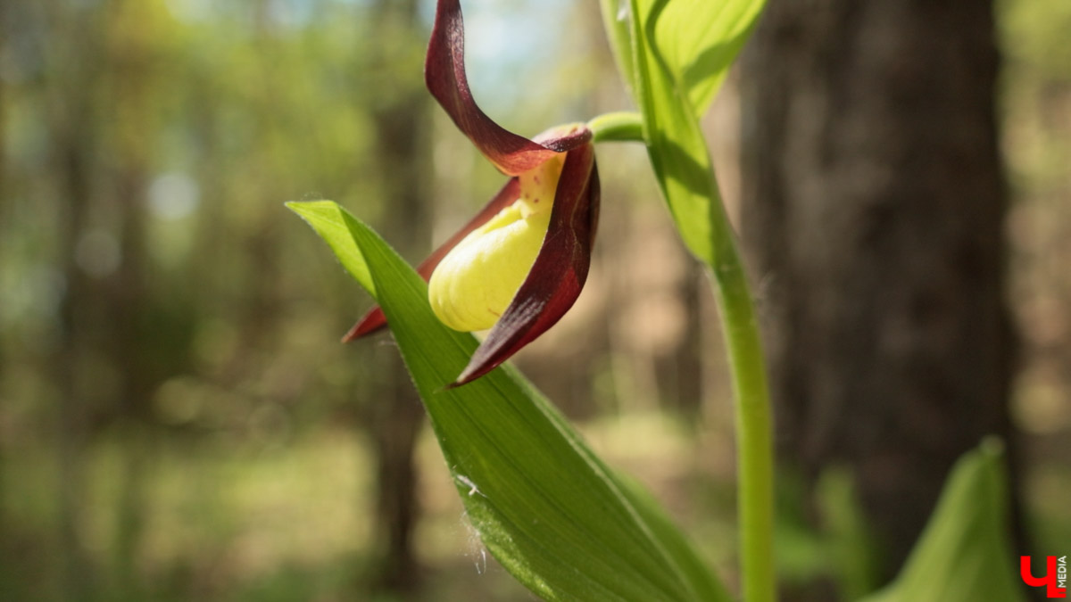 Майские праздники стартуют уже в эту пятницу, и провести их в квартире — вариант так себе. Лучше запланировать небольшое путешествие по 33-му региону. Далеко не уезжаем, каникулы будут не долгими: всего два блока по три дня. Зато времени прокатиться по городам Владимирской области хватит. «Ключ-Медиа» расскажет, куда точно стоит поехать.