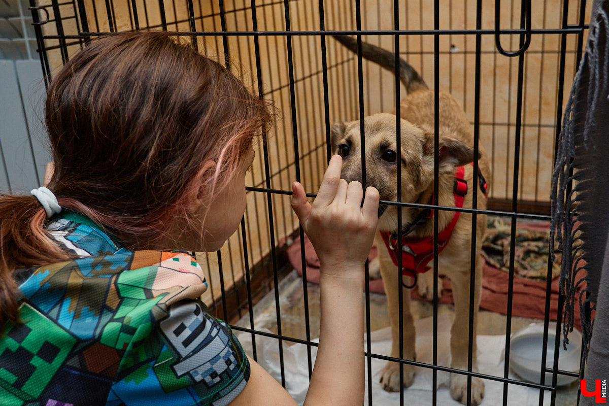 В минувшую субботу по адресу: Чайковского, 44б можно было услышать лай и писк четырехлапых малышей. Собрали крох на площадке доброцентра — в новой точке притяжения неравнодушных к судьбам животных людей. Директор зоодома Юлия Буйницкая рассчитывает, что место привлечет дополнительную помощь мокроносам и обеспечит каждого обратившегося верным другом без лишних хлопот.