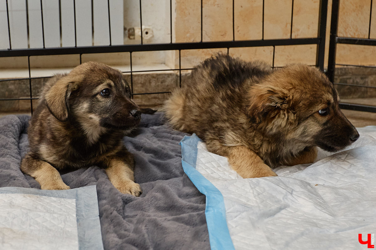 В минувшую субботу по адресу: Чайковского, 44б можно было услышать лай и писк четырехлапых малышей. Собрали крох на площадке доброцентра — в новой точке притяжения неравнодушных к судьбам животных людей. Директор зоодома Юлия Буйницкая рассчитывает, что место привлечет дополнительную помощь мокроносам и обеспечит каждого обратившегося верным другом без лишних хлопот.