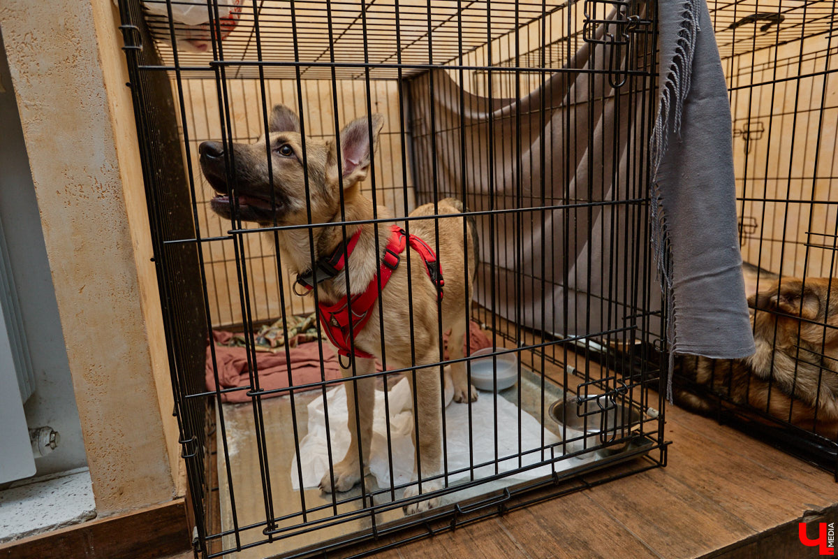 В минувшую субботу по адресу: Чайковского, 44б можно было услышать лай и писк четырехлапых малышей. Собрали крох на площадке доброцентра — в новой точке притяжения неравнодушных к судьбам животных людей. Директор зоодома Юлия Буйницкая рассчитывает, что место привлечет дополнительную помощь мокроносам и обеспечит каждого обратившегося верным другом без лишних хлопот.