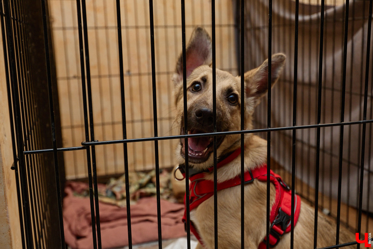 В минувшую субботу по адресу: Чайковского, 44б можно было услышать лай и писк четырехлапых малышей. Собрали крох на площадке доброцентра — в новой точке притяжения неравнодушных к судьбам животных людей. Директор зоодома Юлия Буйницкая рассчитывает, что место привлечет дополнительную помощь мокроносам и обеспечит каждого обратившегося верным другом без лишних хлопот.