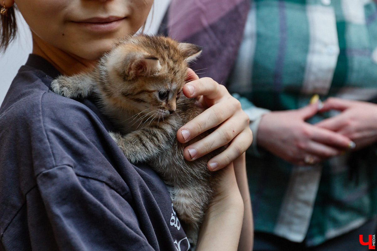 В минувшую субботу по адресу: Чайковского, 44б можно было услышать лай и писк четырехлапых малышей. Собрали крох на площадке доброцентра — в новой точке притяжения неравнодушных к судьбам животных людей. Директор зоодома Юлия Буйницкая рассчитывает, что место привлечет дополнительную помощь мокроносам и обеспечит каждого обратившегося верным другом без лишних хлопот.