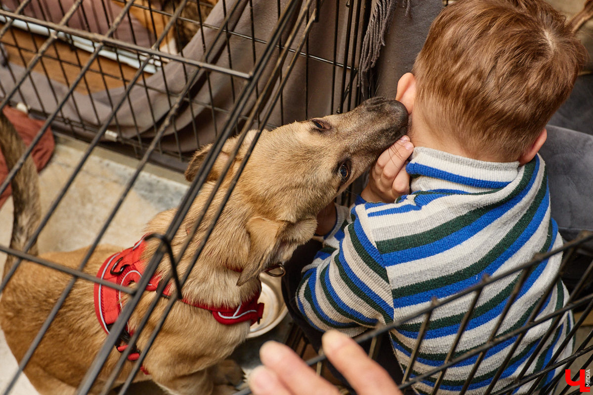 В минувшую субботу по адресу: Чайковского, 44б можно было услышать лай и писк четырехлапых малышей. Собрали крох на площадке доброцентра — в новой точке притяжения неравнодушных к судьбам животных людей. Директор зоодома Юлия Буйницкая рассчитывает, что место привлечет дополнительную помощь мокроносам и обеспечит каждого обратившегося верным другом без лишних хлопот.