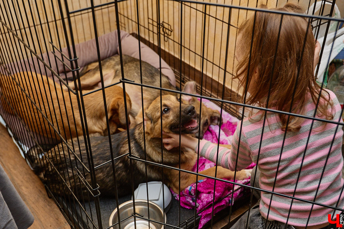 В минувшую субботу по адресу: Чайковского, 44б можно было услышать лай и писк четырехлапых малышей. Собрали крох на площадке доброцентра — в новой точке притяжения неравнодушных к судьбам животных людей. Директор зоодома Юлия Буйницкая рассчитывает, что место привлечет дополнительную помощь мокроносам и обеспечит каждого обратившегося верным другом без лишних хлопот.