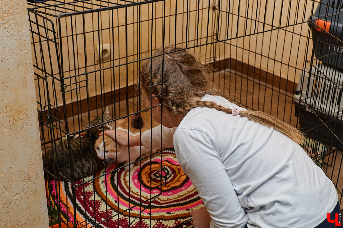 В минувшую субботу по адресу: Чайковского, 44б можно было услышать лай и писк четырехлапых малышей. Собрали крох на площадке доброцентра — в новой точке притяжения неравнодушных к судьбам животных людей. Директор зоодома Юлия Буйницкая рассчитывает, что место привлечет дополнительную помощь мокроносам и обеспечит каждого обратившегося верным другом без лишних хлопот.