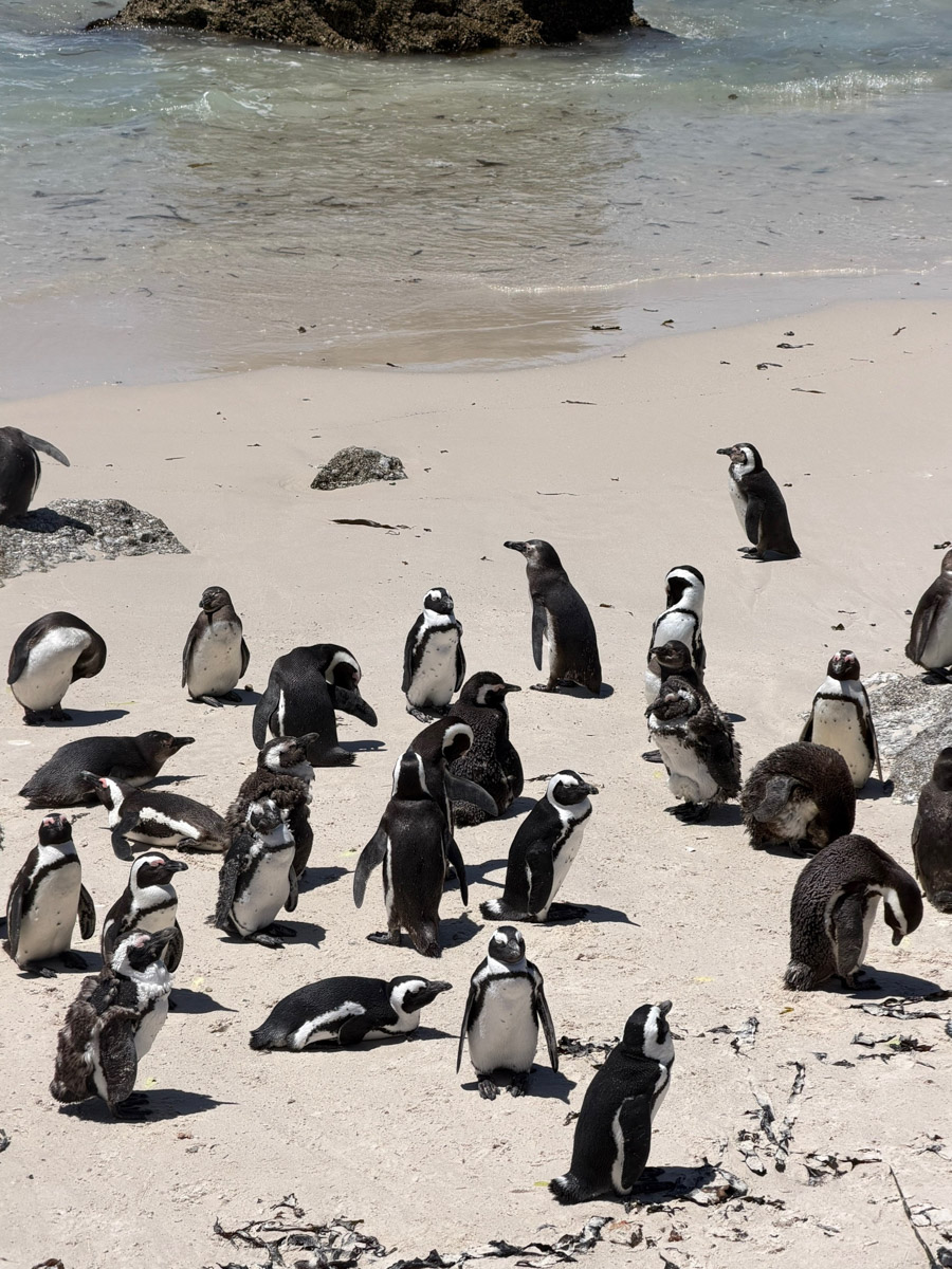 Южная Африка уже давно может предложить путешественникам не только сафари. Мария и Сергей Байковы открыли для себя эту страну с совершенно новой стороны. Они погрузились в Индийский океан с берегов Дурбана и Мозамбика, где познакомились с завораживающим подводным миром. А после отправились в город контрастов Кейптаун и посетили там главные туристические точки.