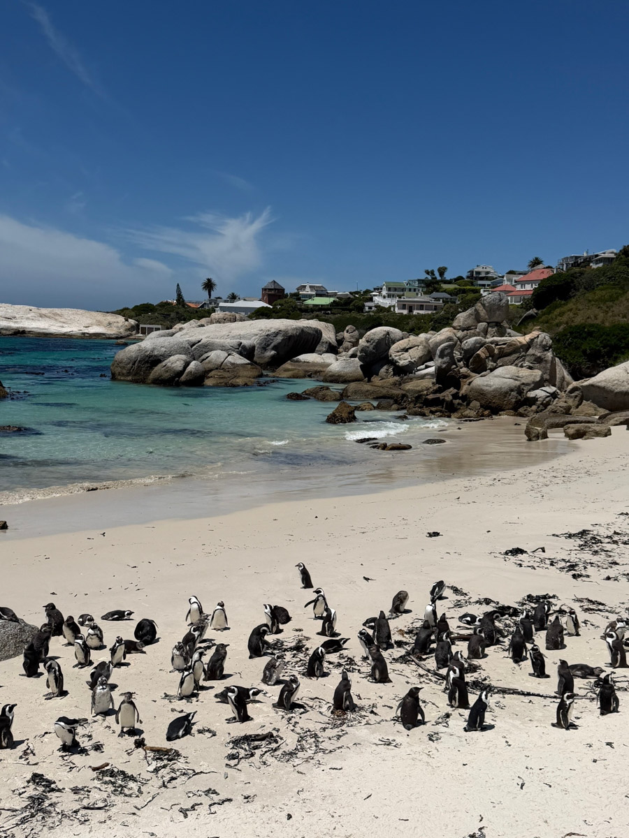 Южная Африка уже давно может предложить путешественникам не только сафари. Мария и Сергей Байковы открыли для себя эту страну с совершенно новой стороны. Они погрузились в Индийский океан с берегов Дурбана и Мозамбика, где познакомились с завораживающим подводным миром. А после отправились в город контрастов Кейптаун и посетили там главные туристические точки.