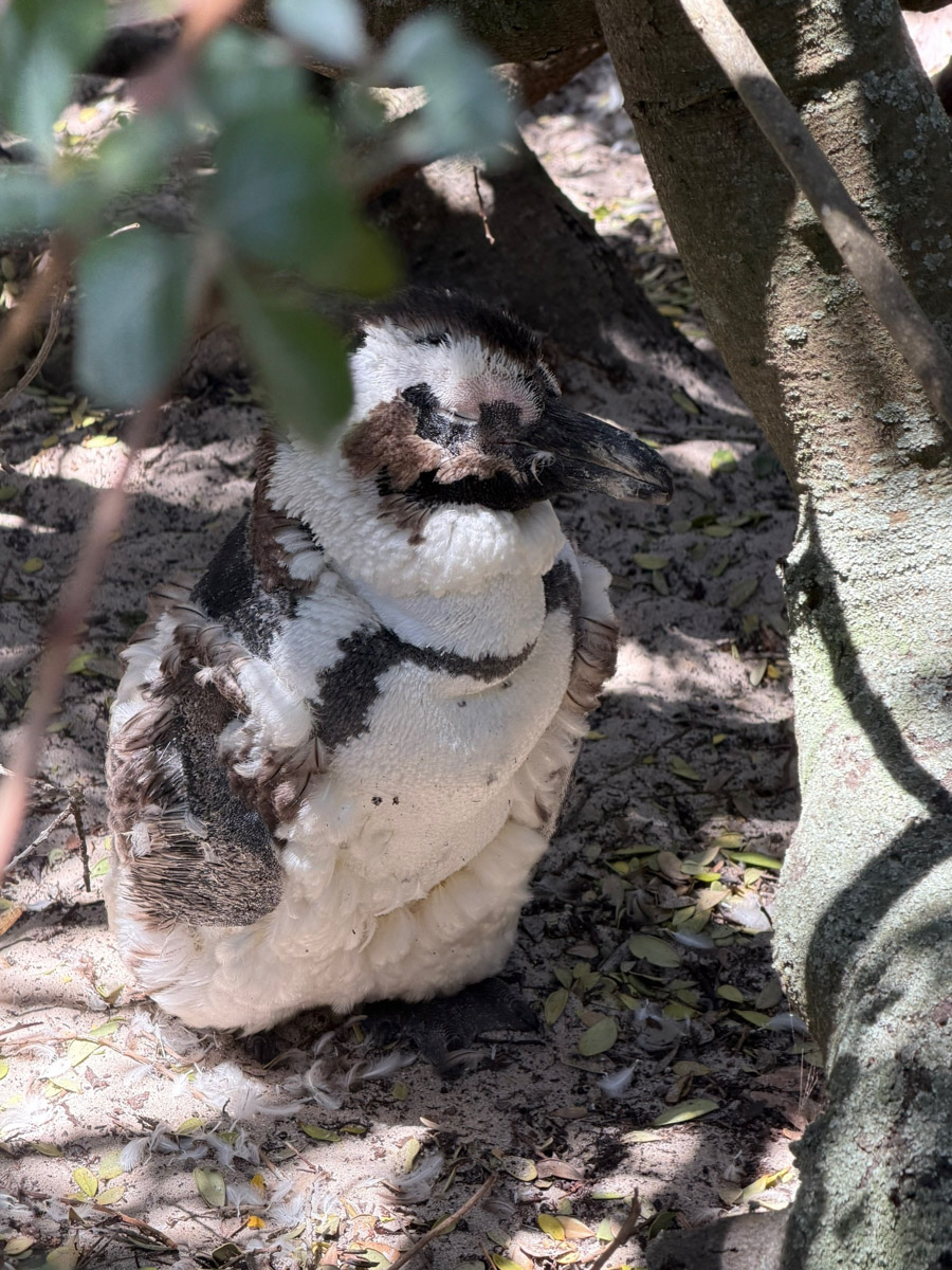 Южная Африка уже давно может предложить путешественникам не только сафари. Мария и Сергей Байковы открыли для себя эту страну с совершенно новой стороны. Они погрузились в Индийский океан с берегов Дурбана и Мозамбика, где познакомились с завораживающим подводным миром. А после отправились в город контрастов Кейптаун и посетили там главные туристические точки.