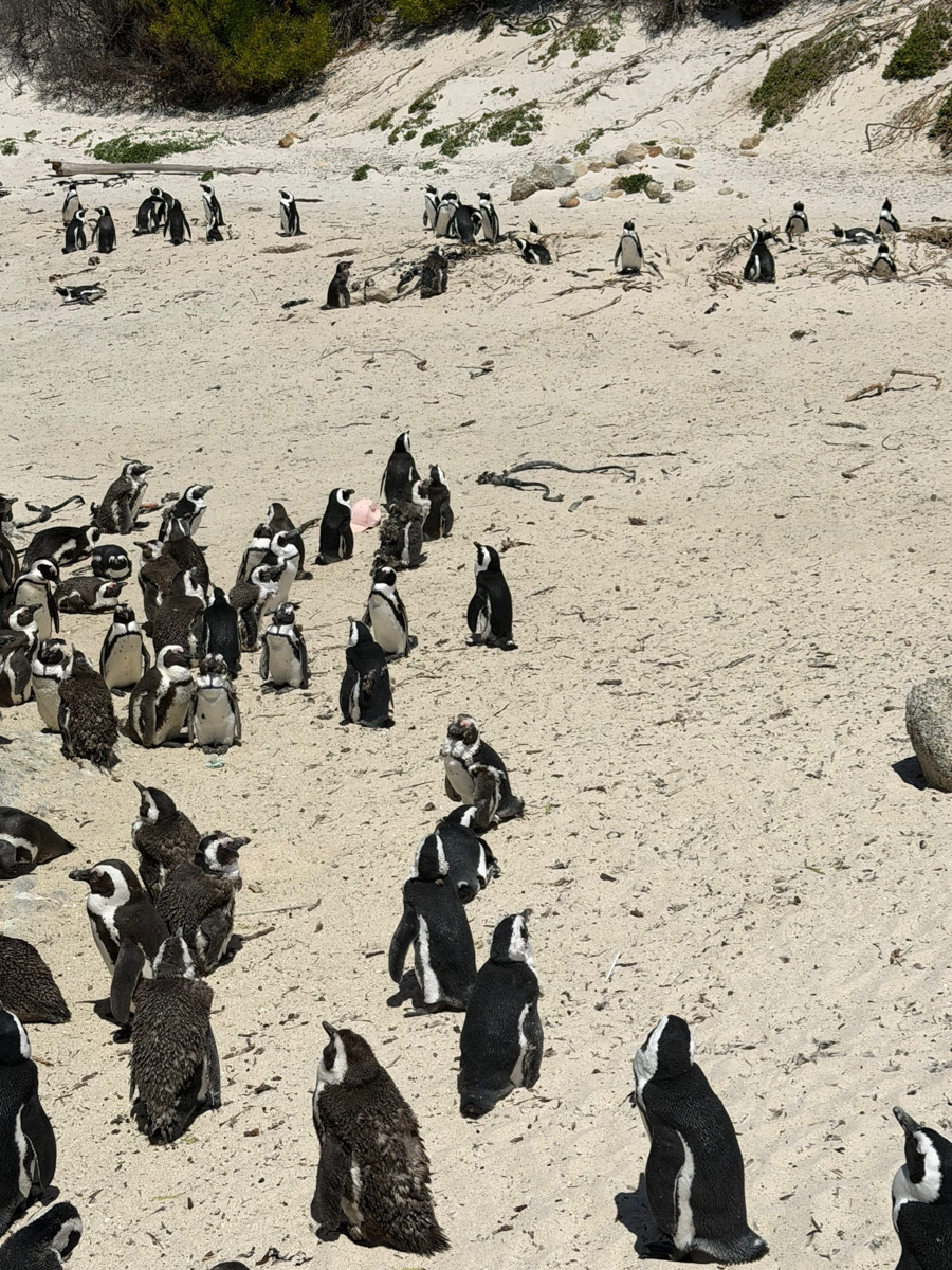 Южная Африка уже давно может предложить путешественникам не только сафари. Мария и Сергей Байковы открыли для себя эту страну с совершенно новой стороны. Они погрузились в Индийский океан с берегов Дурбана и Мозамбика, где познакомились с завораживающим подводным миром. А после отправились в город контрастов Кейптаун и посетили там главные туристические точки.