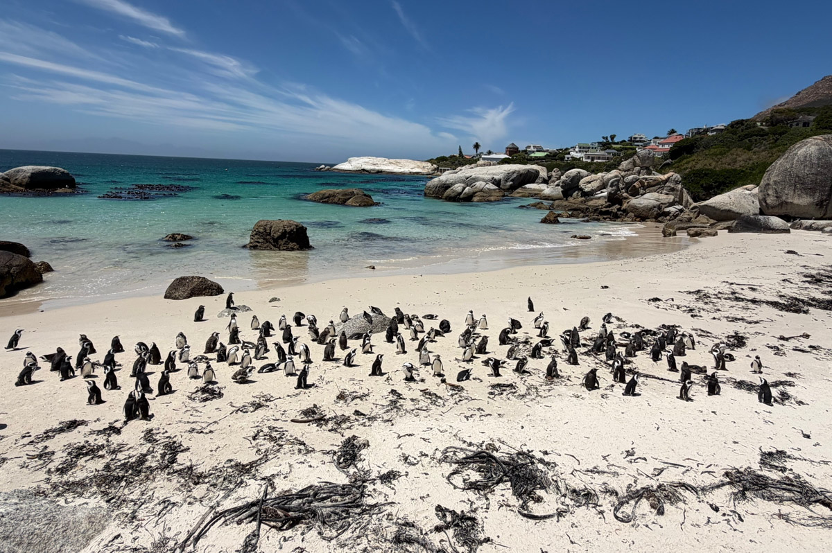 Южная Африка уже давно может предложить путешественникам не только сафари. Мария и Сергей Байковы открыли для себя эту страну с совершенно новой стороны. Они погрузились в Индийский океан с берегов Дурбана и Мозамбика, где познакомились с завораживающим подводным миром. А после отправились в город контрастов Кейптаун и посетили там главные туристические точки.