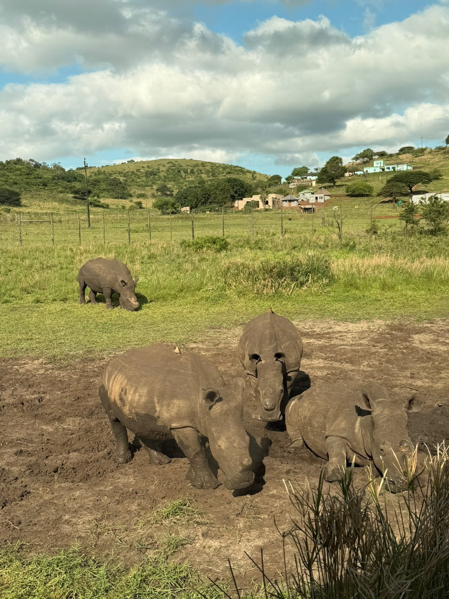 Южная Африка уже давно может предложить путешественникам не только сафари. Мария и Сергей Байковы открыли для себя эту страну с совершенно новой стороны. Они погрузились в Индийский океан с берегов Дурбана и Мозамбика, где познакомились с завораживающим подводным миром. А после отправились в город контрастов Кейптаун и посетили там главные туристические точки.
