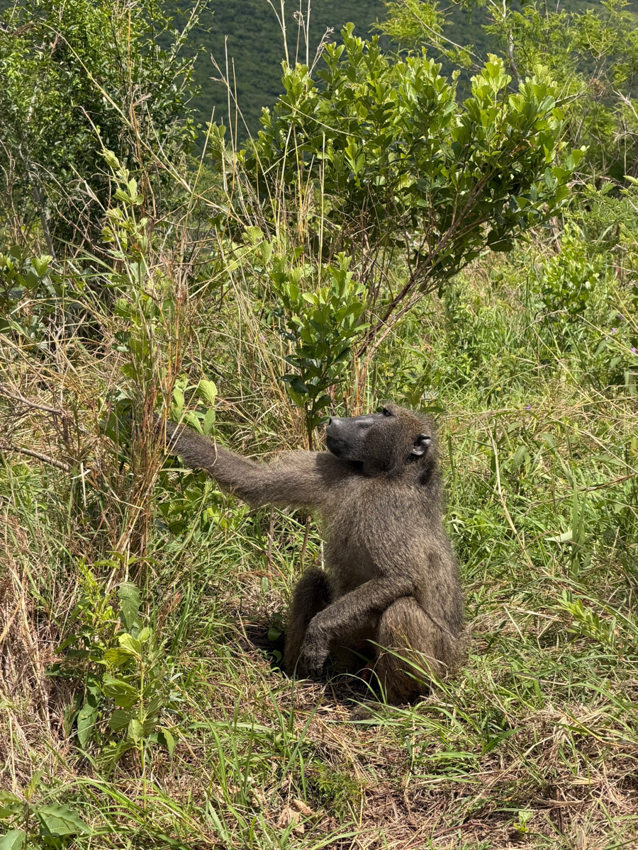 Южная Африка уже давно может предложить путешественникам не только сафари. Мария и Сергей Байковы открыли для себя эту страну с совершенно новой стороны. Они погрузились в Индийский океан с берегов Дурбана и Мозамбика, где познакомились с завораживающим подводным миром. А после отправились в город контрастов Кейптаун и посетили там главные туристические точки.
