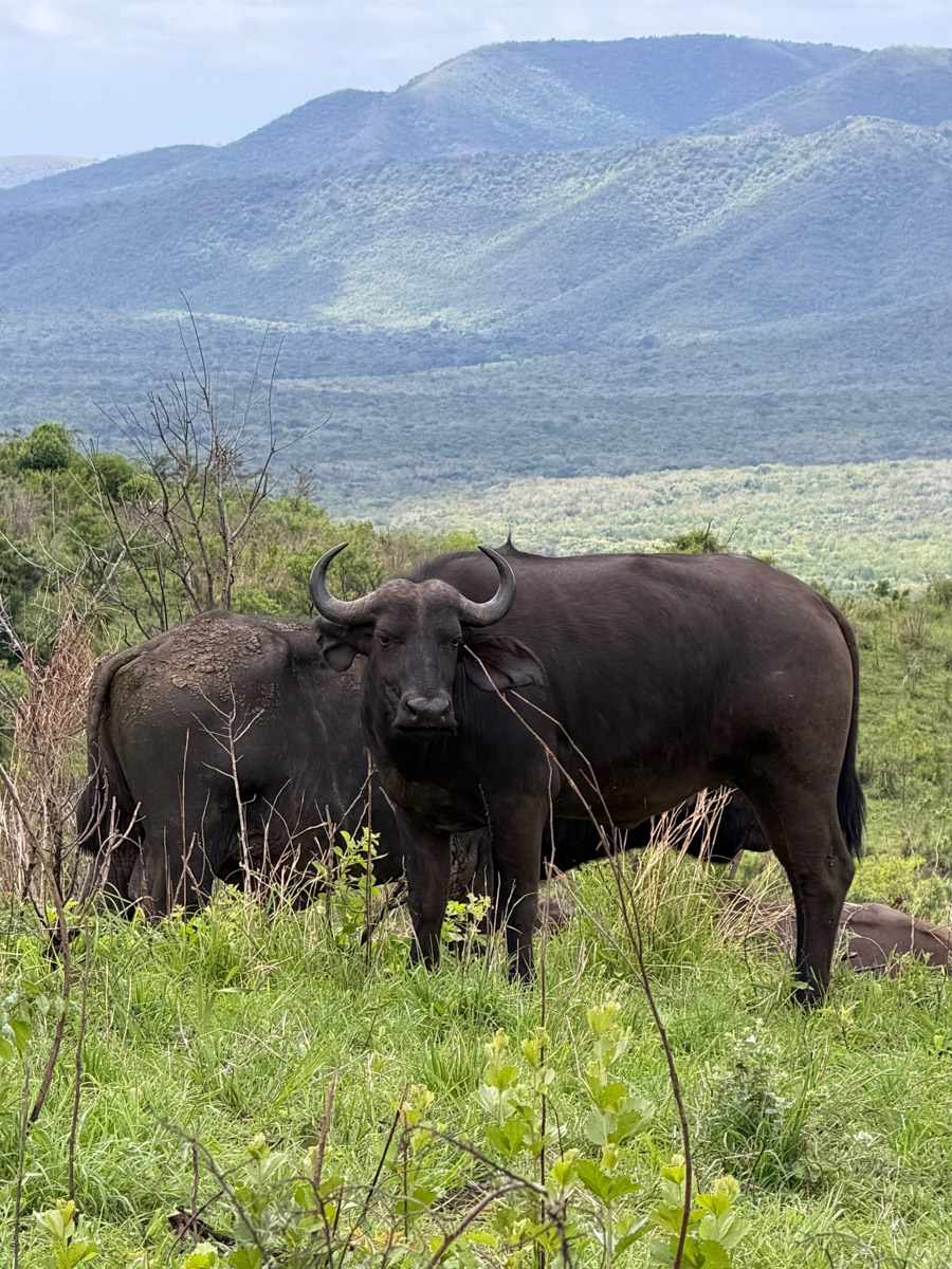 Южная Африка уже давно может предложить путешественникам не только сафари. Мария и Сергей Байковы открыли для себя эту страну с совершенно новой стороны. Они погрузились в Индийский океан с берегов Дурбана и Мозамбика, где познакомились с завораживающим подводным миром. А после отправились в город контрастов Кейптаун и посетили там главные туристические точки.
