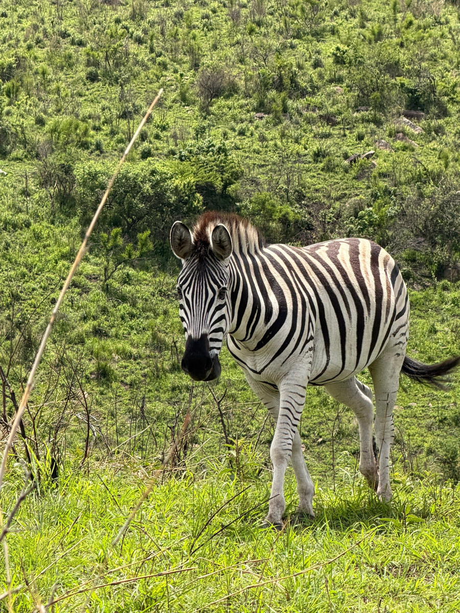 Южная Африка уже давно может предложить путешественникам не только сафари. Мария и Сергей Байковы открыли для себя эту страну с совершенно новой стороны. Они погрузились в Индийский океан с берегов Дурбана и Мозамбика, где познакомились с завораживающим подводным миром. А после отправились в город контрастов Кейптаун и посетили там главные туристические точки.