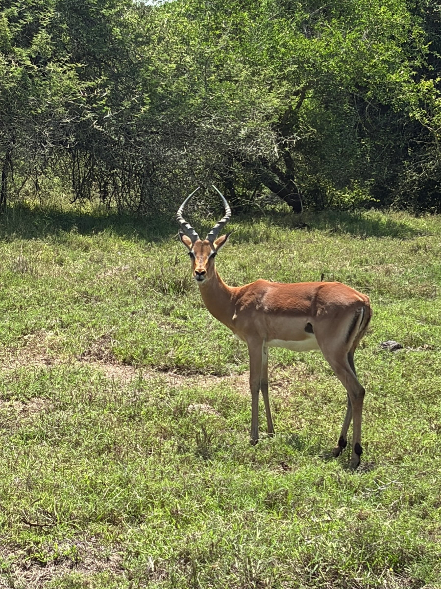 Южная Африка уже давно может предложить путешественникам не только сафари. Мария и Сергей Байковы открыли для себя эту страну с совершенно новой стороны. Они погрузились в Индийский океан с берегов Дурбана и Мозамбика, где познакомились с завораживающим подводным миром. А после отправились в город контрастов Кейптаун и посетили там главные туристические точки.