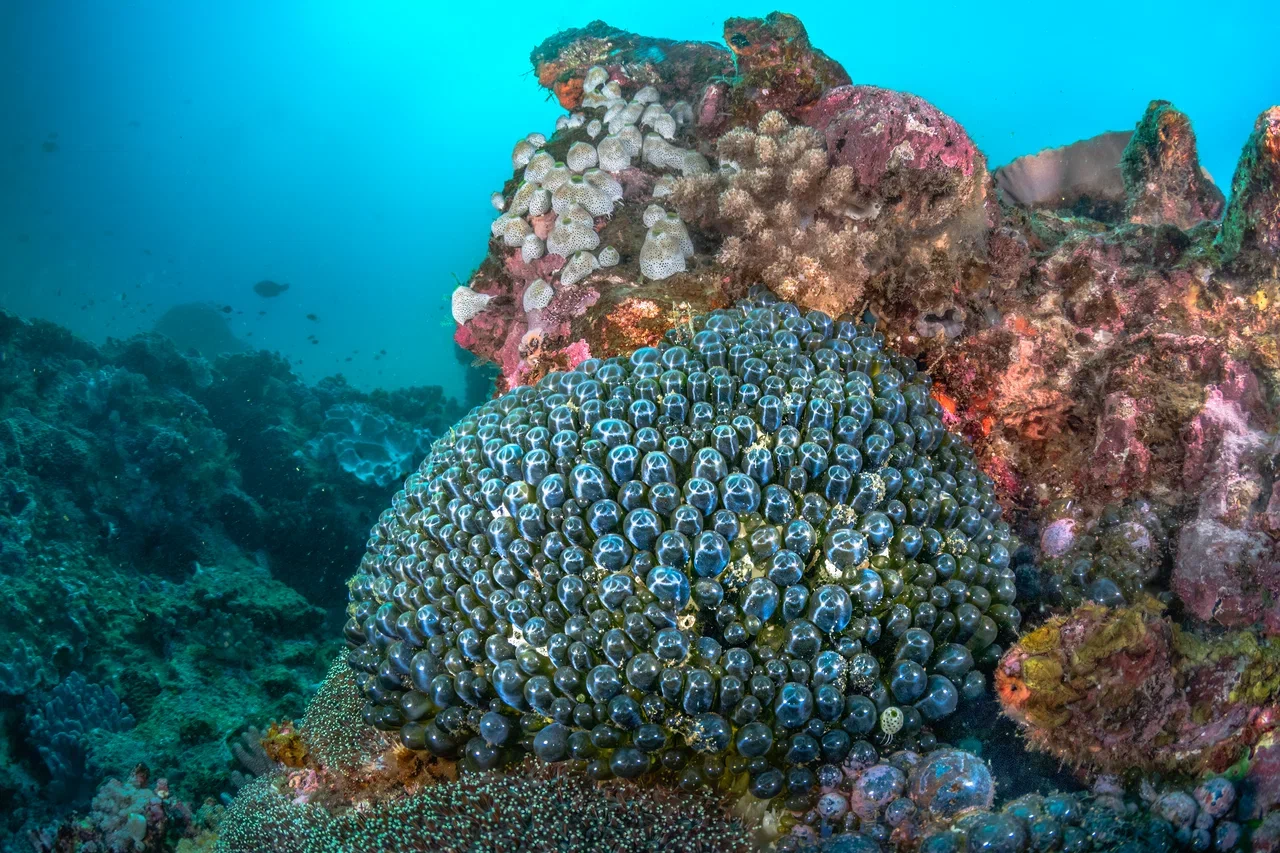 Южная Африка уже давно может предложить путешественникам не только сафари. Мария и Сергей Байковы открыли для себя эту страну с совершенно новой стороны. Они погрузились в Индийский океан с берегов Дурбана и Мозамбика, где познакомились с завораживающим подводным миром. А после отправились в город контрастов Кейптаун и посетили там главные туристические точки.