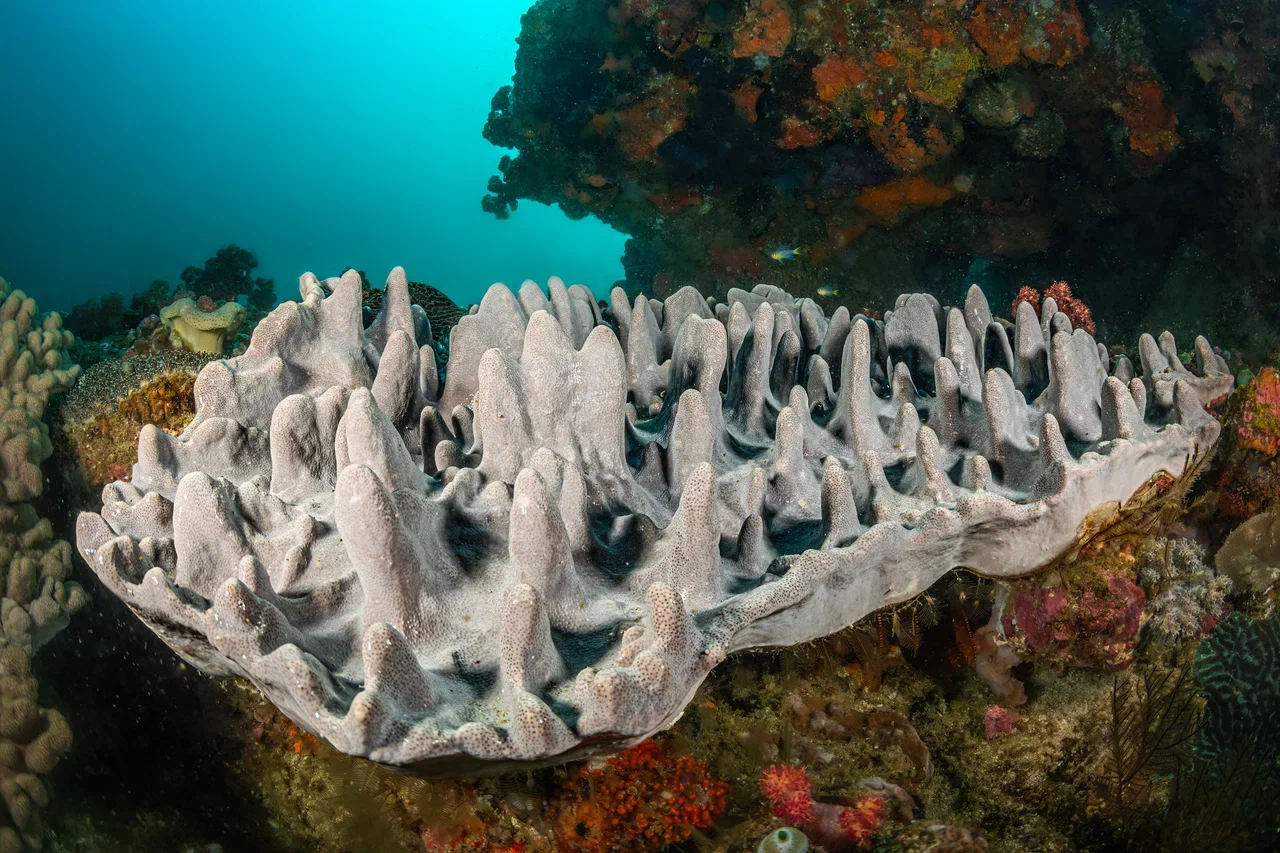 Южная Африка уже давно может предложить путешественникам не только сафари. Мария и Сергей Байковы открыли для себя эту страну с совершенно новой стороны. Они погрузились в Индийский океан с берегов Дурбана и Мозамбика, где познакомились с завораживающим подводным миром. А после отправились в город контрастов Кейптаун и посетили там главные туристические точки.