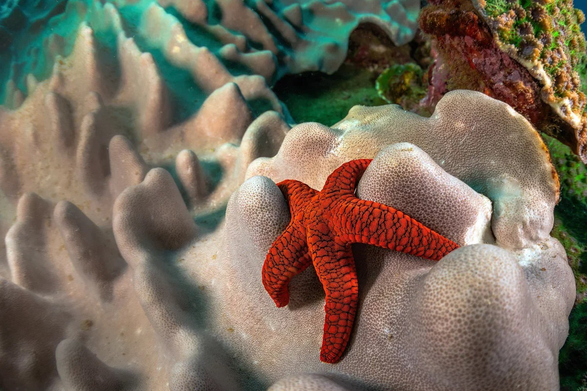 Южная Африка уже давно может предложить путешественникам не только сафари. Мария и Сергей Байковы открыли для себя эту страну с совершенно новой стороны. Они погрузились в Индийский океан с берегов Дурбана и Мозамбика, где познакомились с завораживающим подводным миром. А после отправились в город контрастов Кейптаун и посетили там главные туристические точки.