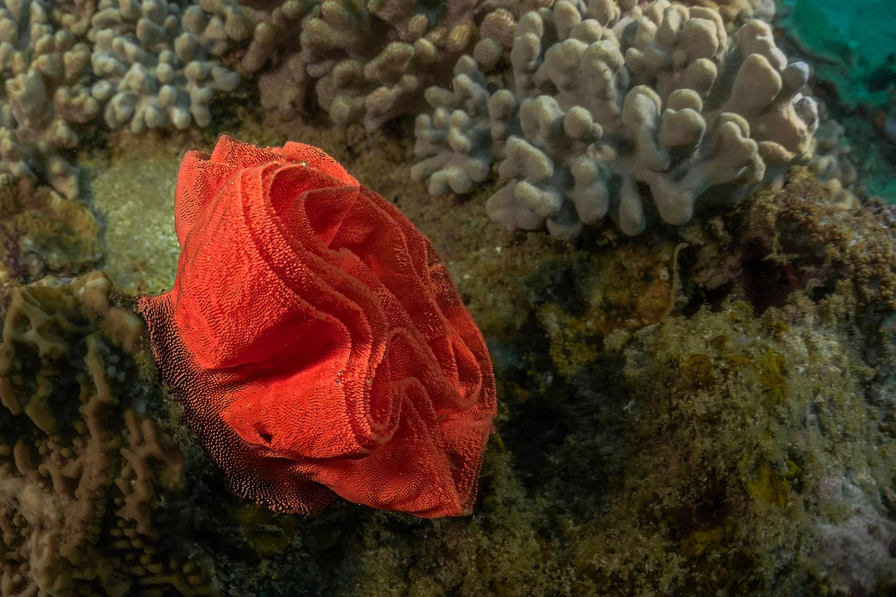 Южная Африка уже давно может предложить путешественникам не только сафари. Мария и Сергей Байковы открыли для себя эту страну с совершенно новой стороны. Они погрузились в Индийский океан с берегов Дурбана и Мозамбика, где познакомились с завораживающим подводным миром. А после отправились в город контрастов Кейптаун и посетили там главные туристические точки.