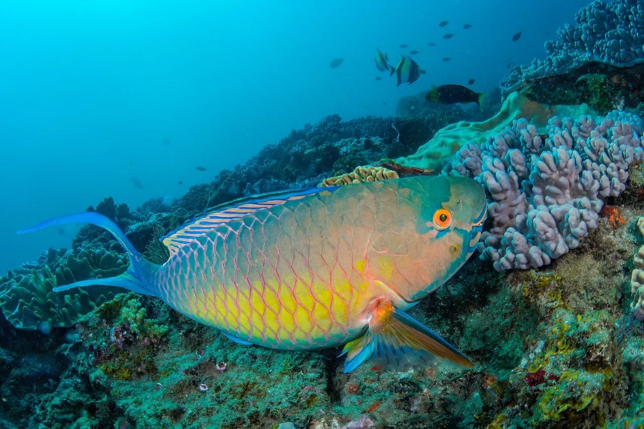 Южная Африка уже давно может предложить путешественникам не только сафари. Мария и Сергей Байковы открыли для себя эту страну с совершенно новой стороны. Они погрузились в Индийский океан с берегов Дурбана и Мозамбика, где познакомились с завораживающим подводным миром. А после отправились в город контрастов Кейптаун и посетили там главные туристические точки.