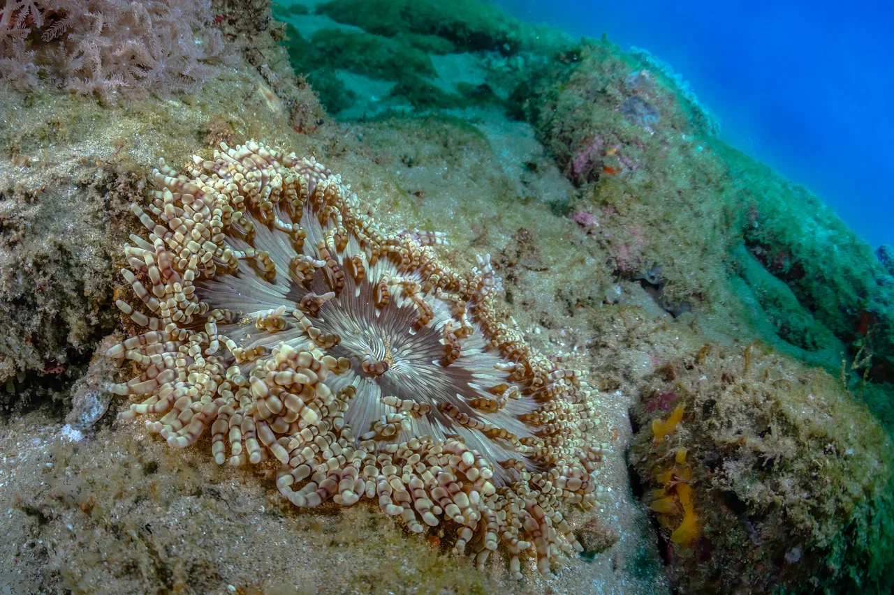 Южная Африка уже давно может предложить путешественникам не только сафари. Мария и Сергей Байковы открыли для себя эту страну с совершенно новой стороны. Они погрузились в Индийский океан с берегов Дурбана и Мозамбика, где познакомились с завораживающим подводным миром. А после отправились в город контрастов Кейптаун и посетили там главные туристические точки.