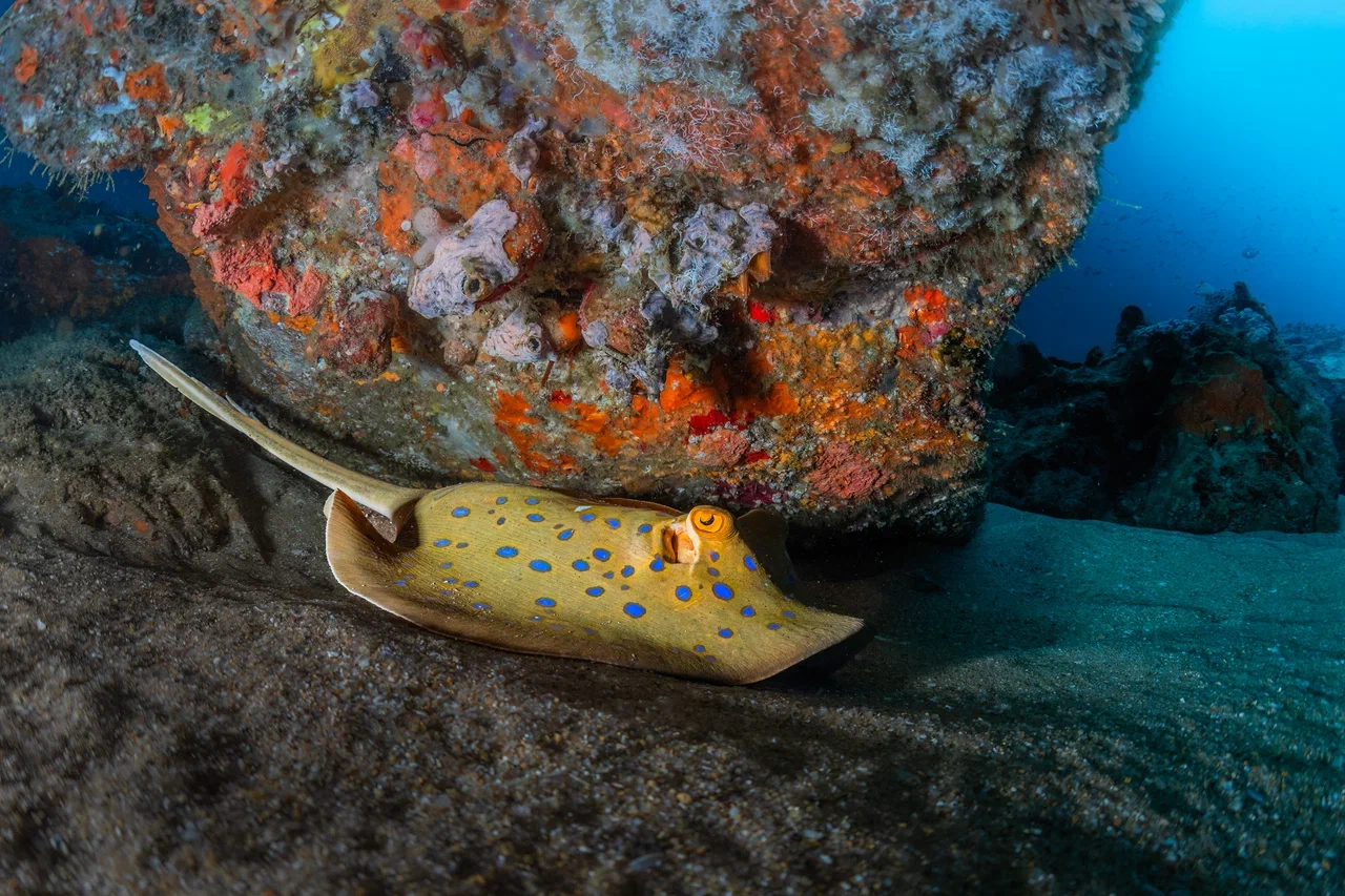 Южная Африка уже давно может предложить путешественникам не только сафари. Мария и Сергей Байковы открыли для себя эту страну с совершенно новой стороны. Они погрузились в Индийский океан с берегов Дурбана и Мозамбика, где познакомились с завораживающим подводным миром. А после отправились в город контрастов Кейптаун и посетили там главные туристические точки.