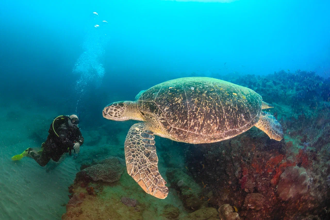 Южная Африка уже давно может предложить путешественникам не только сафари. Мария и Сергей Байковы открыли для себя эту страну с совершенно новой стороны. Они погрузились в Индийский океан с берегов Дурбана и Мозамбика, где познакомились с завораживающим подводным миром. А после отправились в город контрастов Кейптаун и посетили там главные туристические точки.