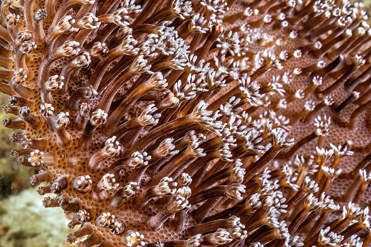 Южная Африка уже давно может предложить путешественникам не только сафари. Мария и Сергей Байковы открыли для себя эту страну с совершенно новой стороны. Они погрузились в Индийский океан с берегов Дурбана и Мозамбика, где познакомились с завораживающим подводным миром. А после отправились в город контрастов Кейптаун и посетили там главные туристические точки.