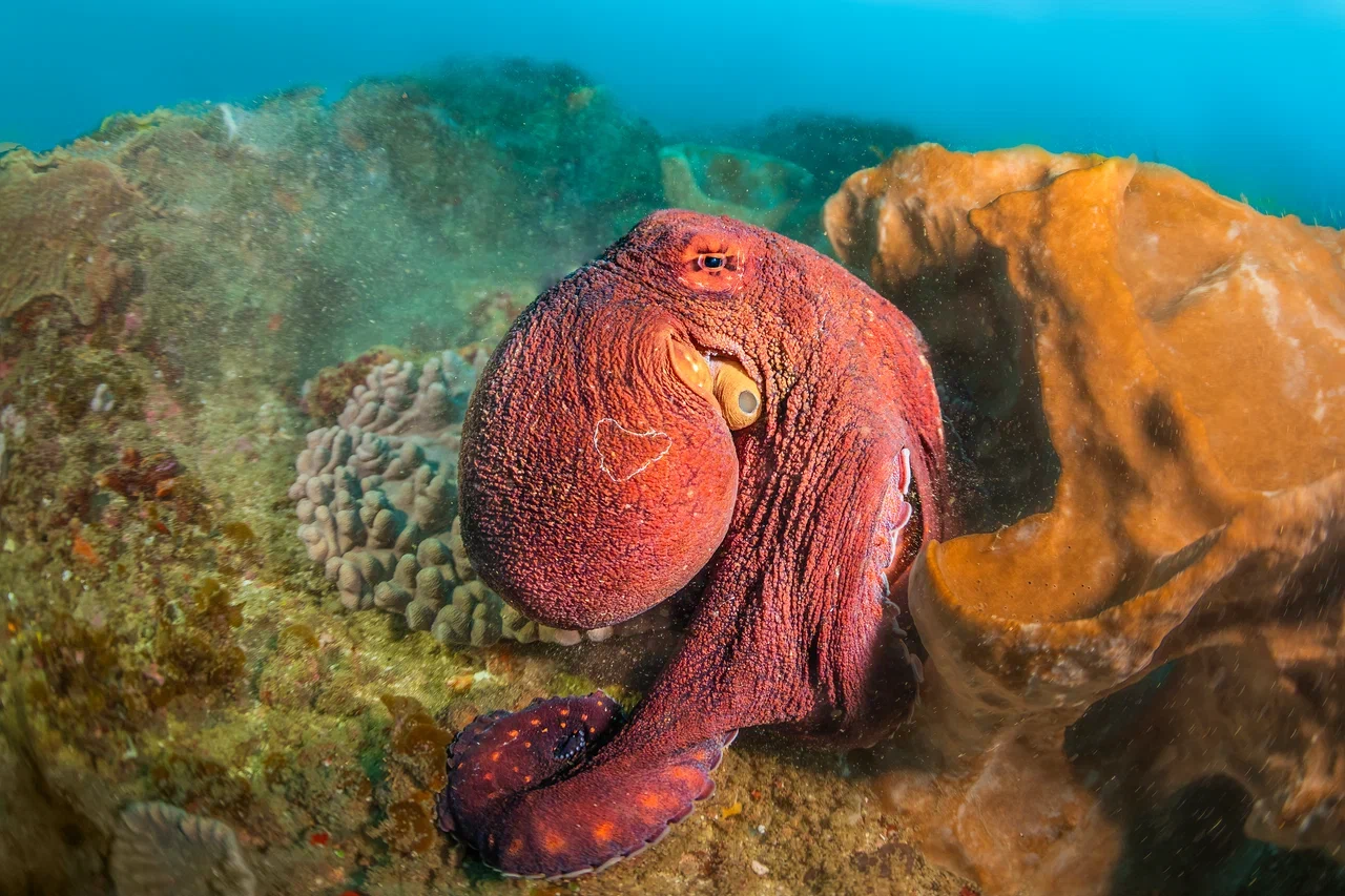 Южная Африка уже давно может предложить путешественникам не только сафари. Мария и Сергей Байковы открыли для себя эту страну с совершенно новой стороны. Они погрузились в Индийский океан с берегов Дурбана и Мозамбика, где познакомились с завораживающим подводным миром. А после отправились в город контрастов Кейптаун и посетили там главные туристические точки.