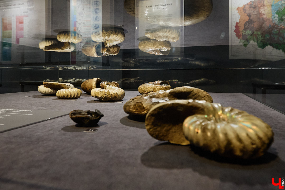 Компания «Автодор» представила собственную фантазию на тему: как выглядела бы скоростная дорога М-12 «Восток» десятки миллионов лет назад. Под мостом в Муроме проплывает ихтиозавр, а по экодуку не спеша гуляют терапсиды. «Ключ-Медиа» решил узнать у эксперта, что представлял собой наш край в эру, когда здесь были совсем другие природные условия.