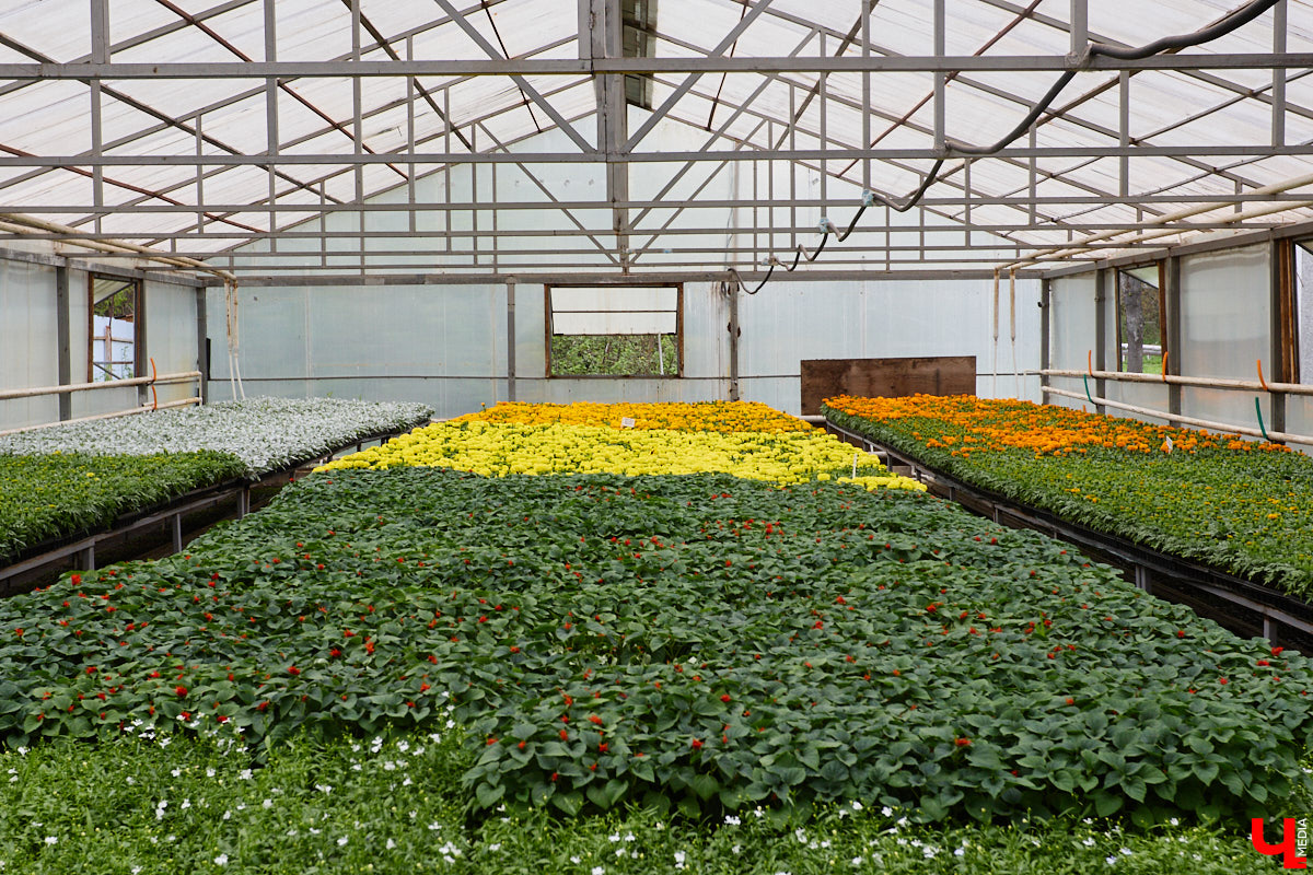 В городских теплицах Владимира мастера «соткали» цветочный ковер, и буйство красок, как всегда, впечатляет. В топе сезона сочетание ярких оттенков: малинового, розового, фиолетового, красного, желтого и золотого. Всего 30 видов растений и почти сотня сортов! «Ключ-Медиа» успел насладиться столь прекрасным зрелищем, пока растения еще не высадили в клумбы.