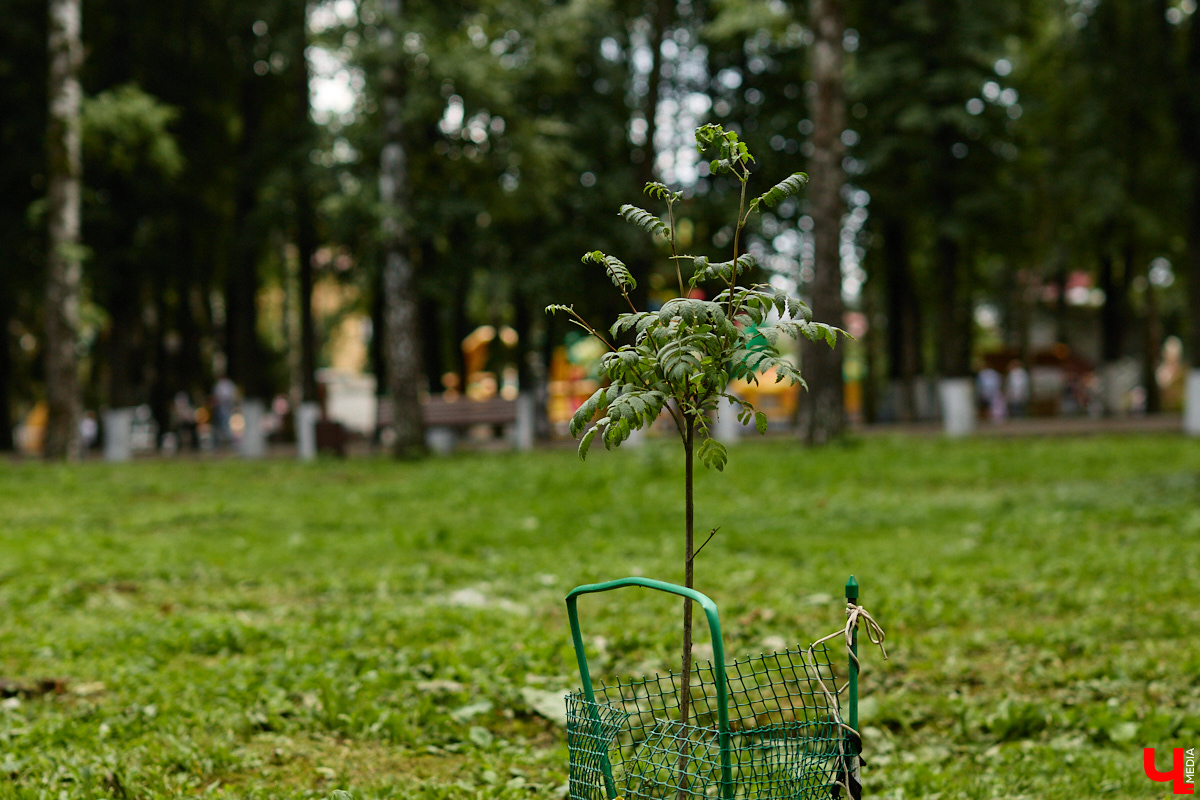 Этим летом прогулка по Центральному парку может вызвать тревогу. Несмотря на масштабную санитарную вырубку, свежую зелень по-прежнему разбавляет опасно накренившийся сухостой. Как так вышло, что садовники пощадили очевидно аварийные растения? «Ключ-Медиа» отправился на поиски ответа.
