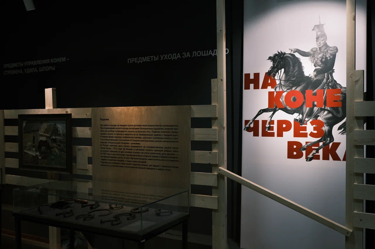 В сентябре этого года легендарной породе владимирский тяжеловоз исполняется 80 лет. В честь юбилея в московском Центре национальных конных традиций на ВДНХ состоялось шоу, а во Владимире в Музее природы открыли выставку, посвященную взаимодействию лошади и человека.