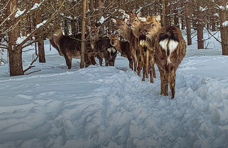 Зимняя фотоохота: три места, где можно сфотографироваться с животными и погулять в лесу