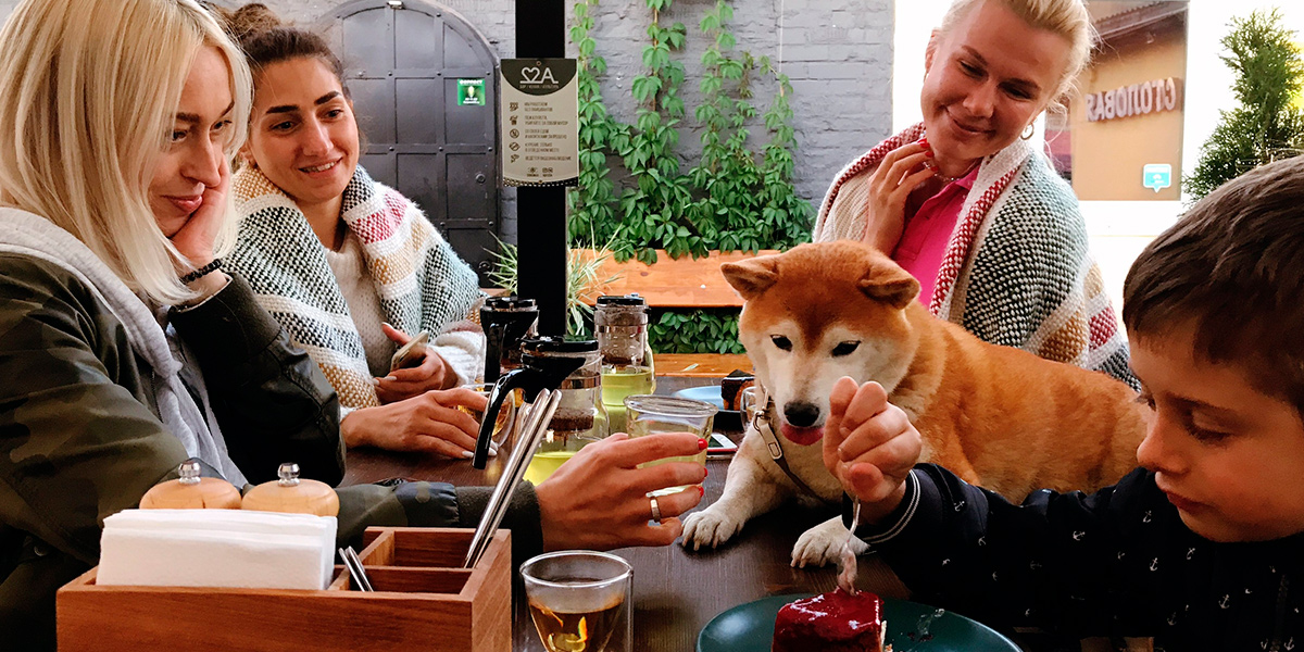 Dog-friendly: 9 владимирских заведений, куда пускают с собаками Dog-friendly: 9 владимирских заведений, куда пускают с собаками