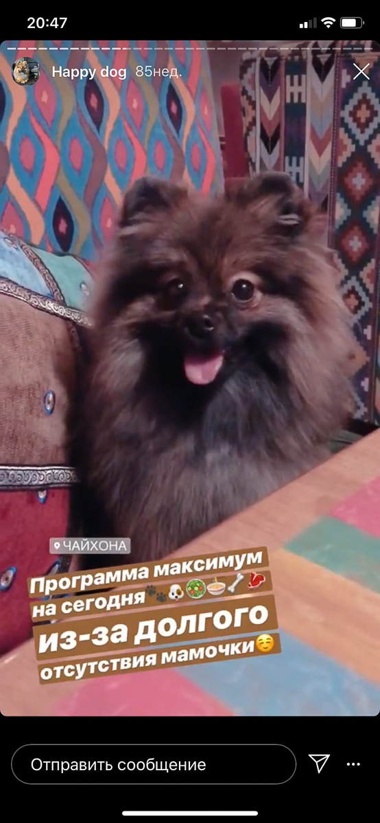 Обзор владимирских заведений, в которые вас пустят с собакой Тренд на заведения dog-friendly давно дошел и до Владимира. Мы составили обзор мест, в которых посетители уже были замечены вместе с любимыми питомцами. Причем не только с собаками