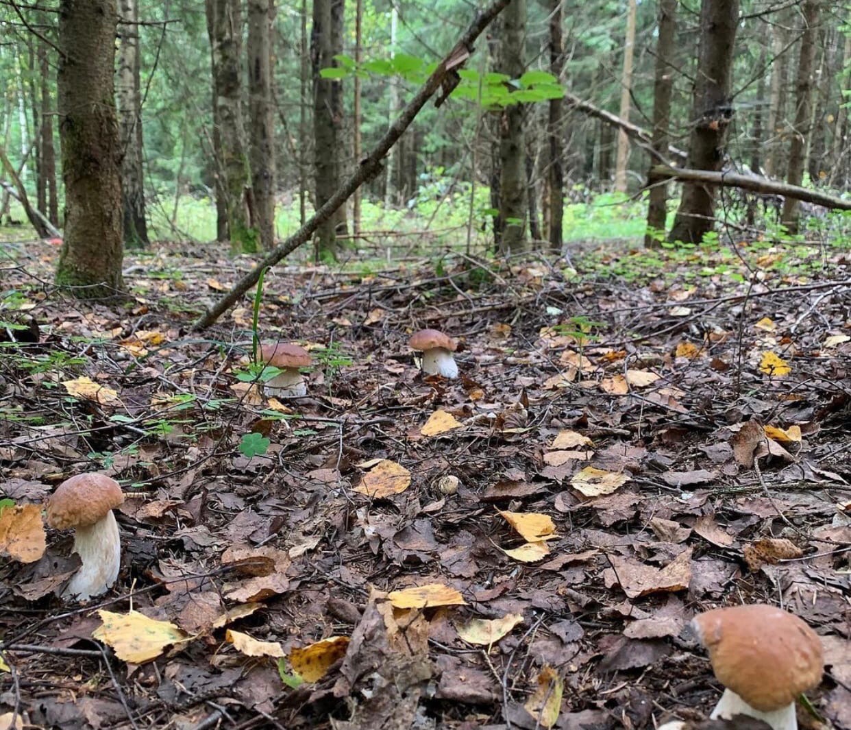 Леса нашего региона славятся разнообразием и обилием грибов. «Ключ-Медиа» выведал у тихой охотницы Марины Рубенковой, куда можно нагрянуть с пустой корзиной.